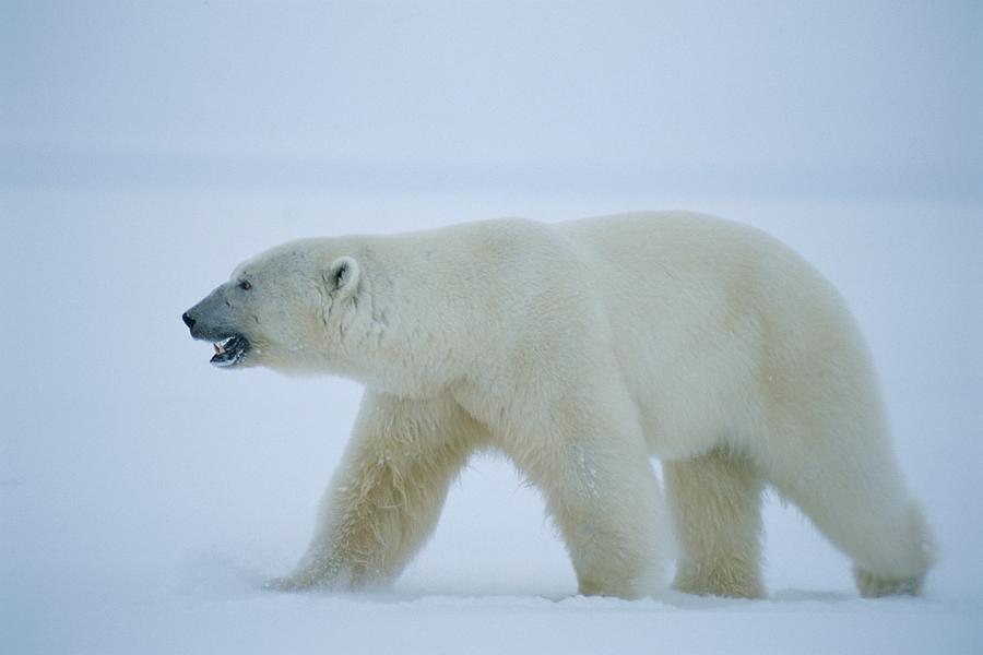 A Polar Bear Walks Photograph By Paul Nicklen