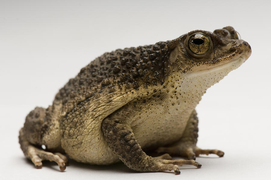 A Puerto Rican Crested Toad Peltophryne By Joel Sartore