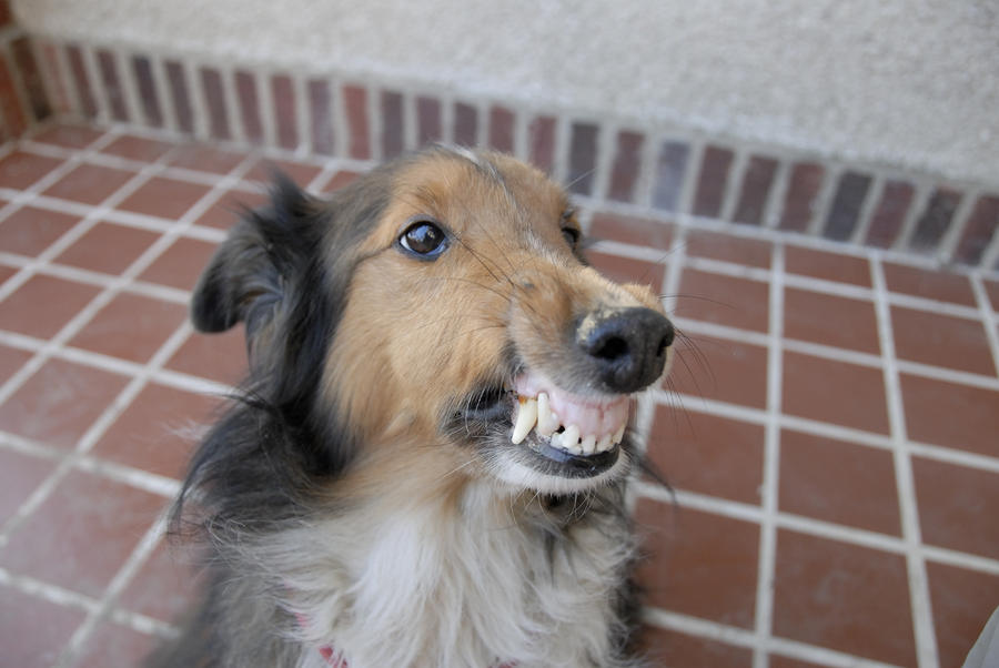 A Sheltie