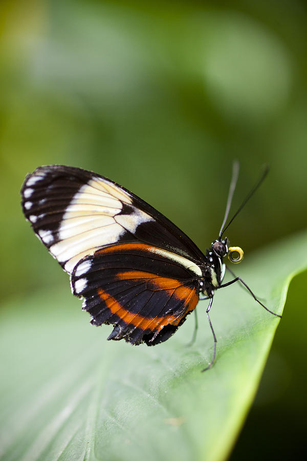 Side View Butterfly