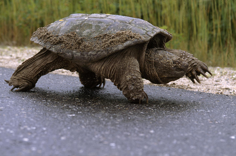 a-snapping-turtle-walking-heather-perry.