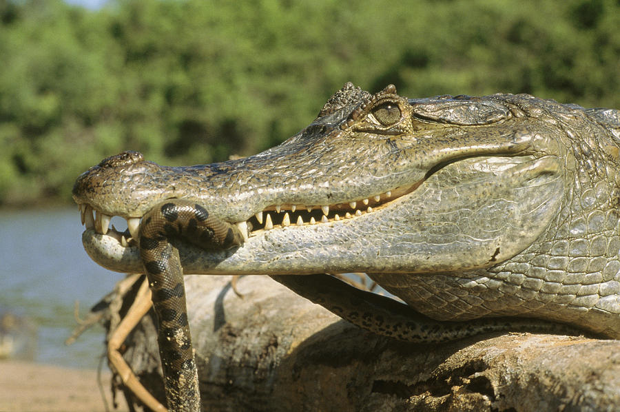 A Spectacled Caiman Eats An Anaconda Photograph by Ed