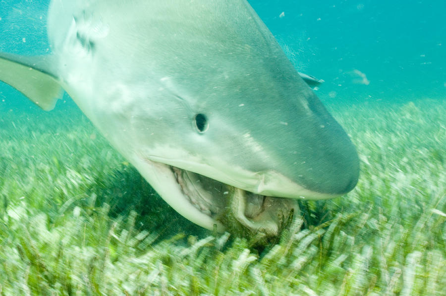 A Tiger Shark Eating A Conch Shell Photograph by Brian J. Skerry