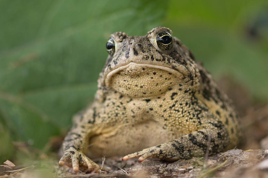 a toad