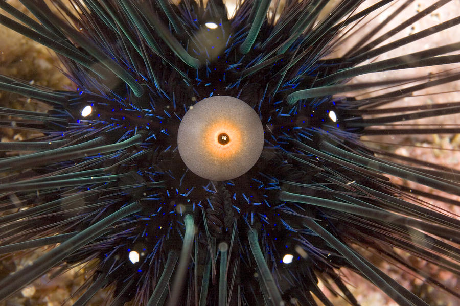 sea urchin thread - Far from the Forest... - Serenes Forest Forums