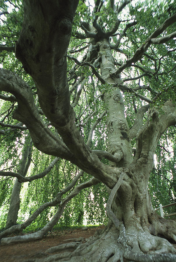 A Weeping Beech Tree Over A Hundred Photograph by Darlyne A. Murawski