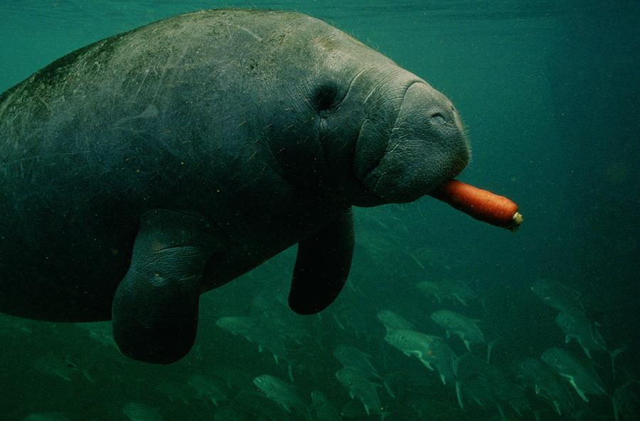 A West Indian Manatee Trichechus Photograph By Joel Sartore And Joe Stancampiano 