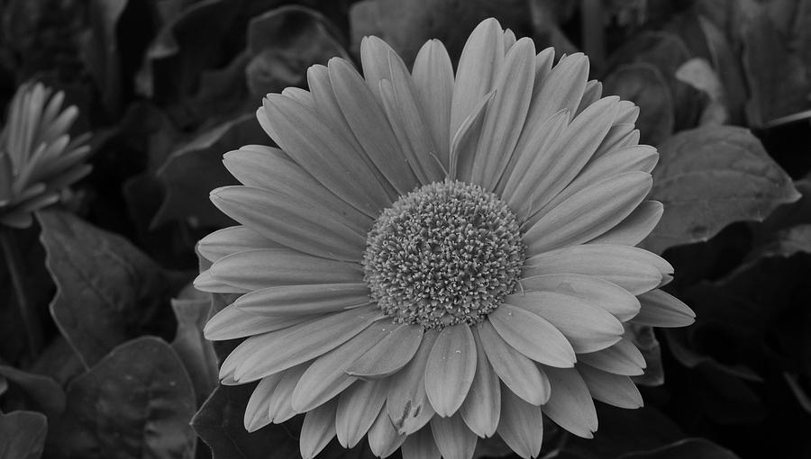 a world without colour essay a world without colour essay