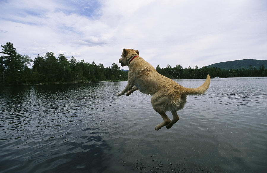 Labrador Jumping