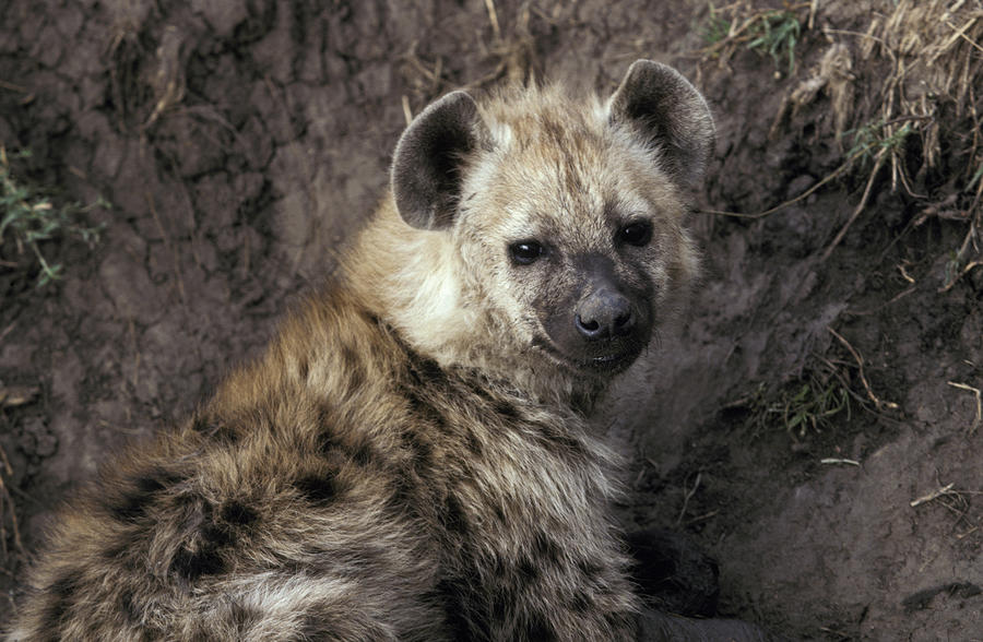 Hyena Fur