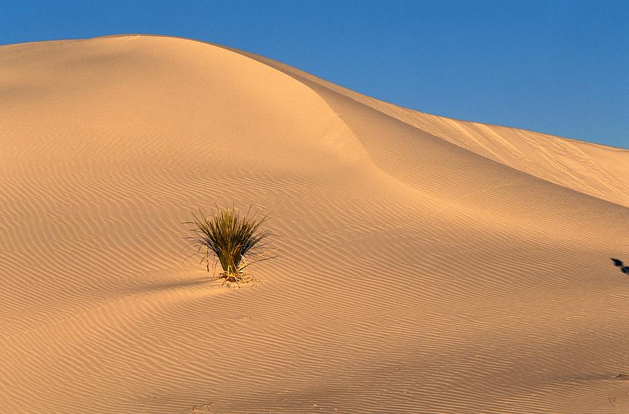  - a-yucca-growing-in-a-sand-dune-joyce-dale