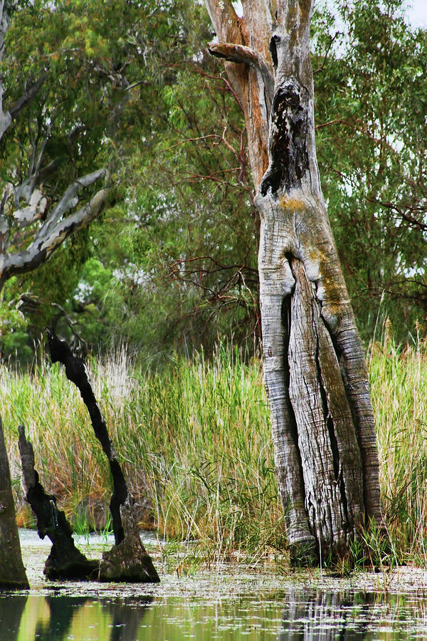 Aboriginal Dugout Canoe Photograph - Aboriginal Dugout Canoe Tree by 