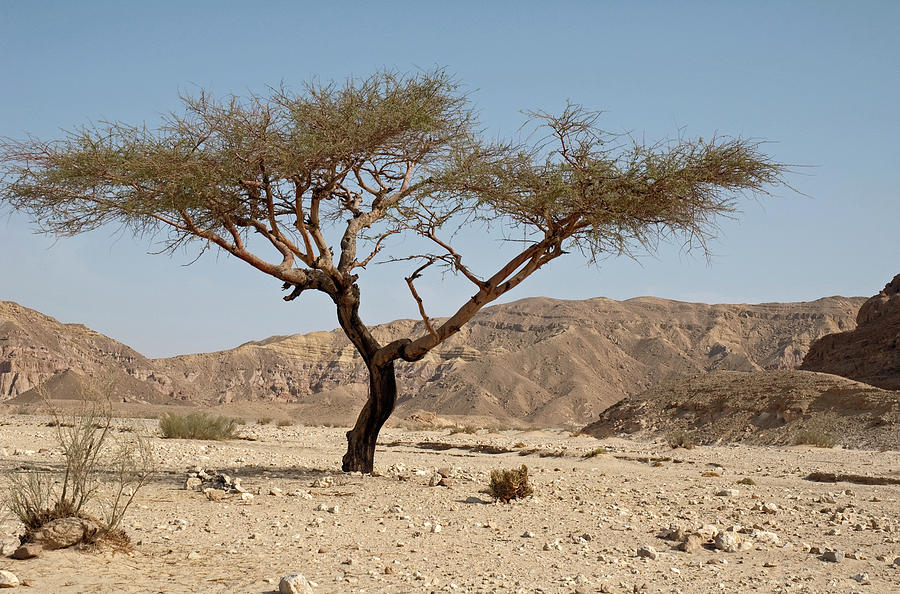 Acacia Tree In The Sinai Desert Egypt By Robert Shard