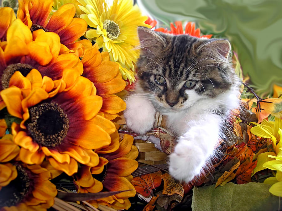 http://images.fineartamerica.com/images-medium-large/adorable-baby-animal--cute-furry-kitten-in-yellow-flower-basket-looking-down--kitty-cat-portrait-chantal-photopix.jpg