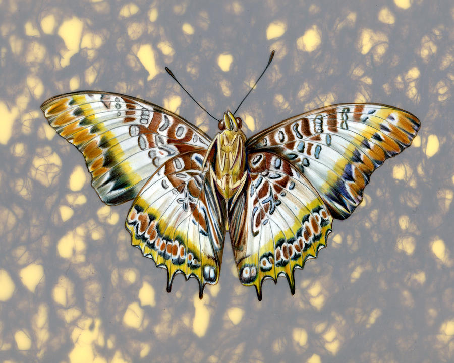 African Butterfly Art