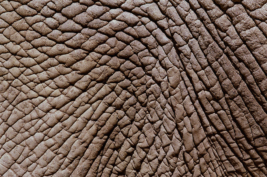  African Elephants (loxodonta Africana) Skin, Full Frame by Ryan McVay