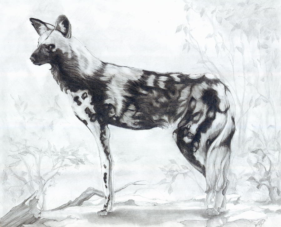 African Wild Dog Drawing