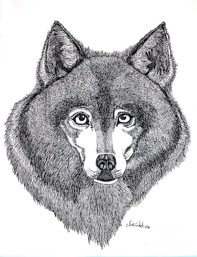 drawing husky