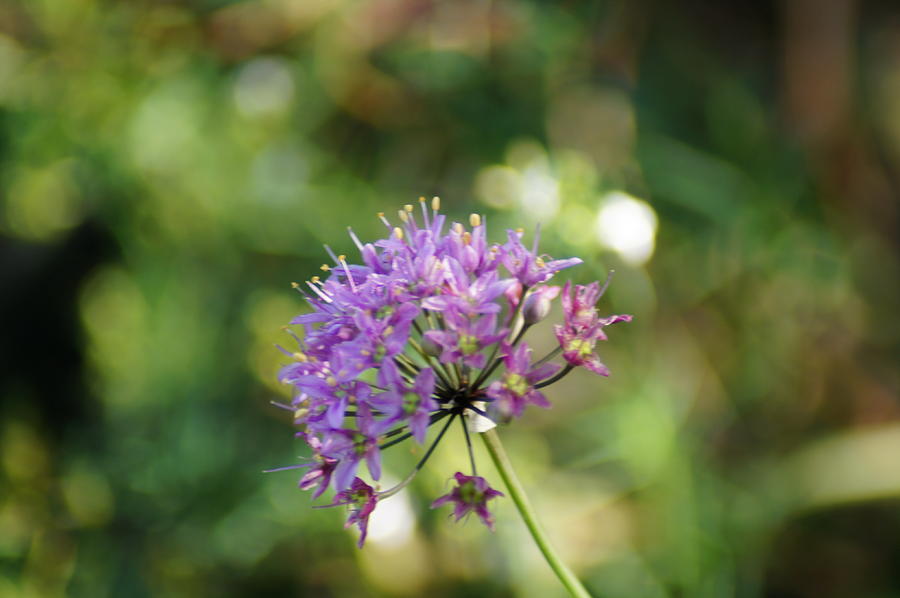 allium stellatum