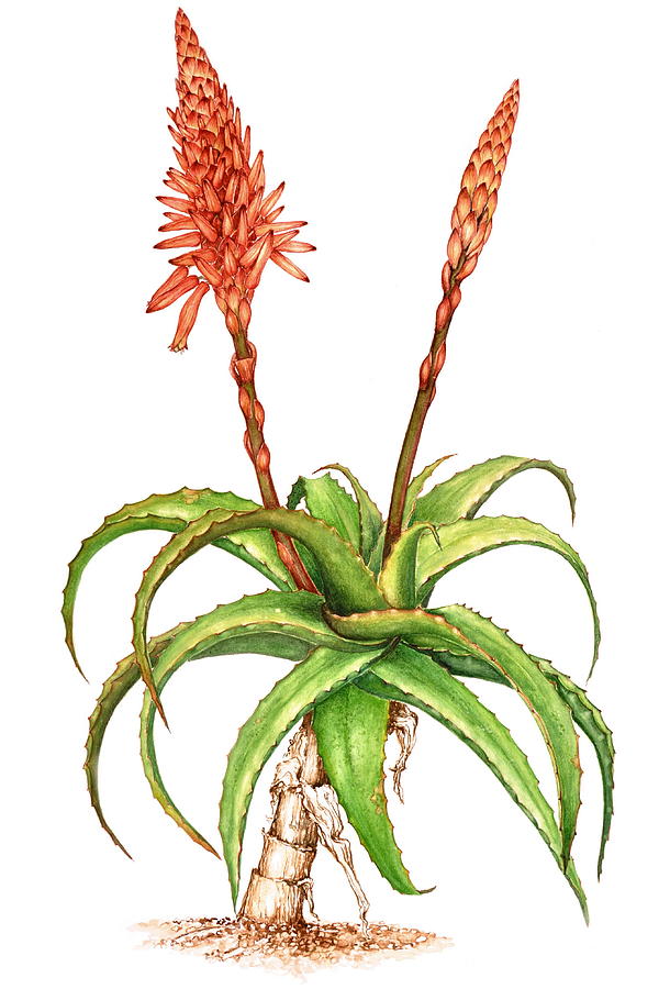 Aloe Drawing