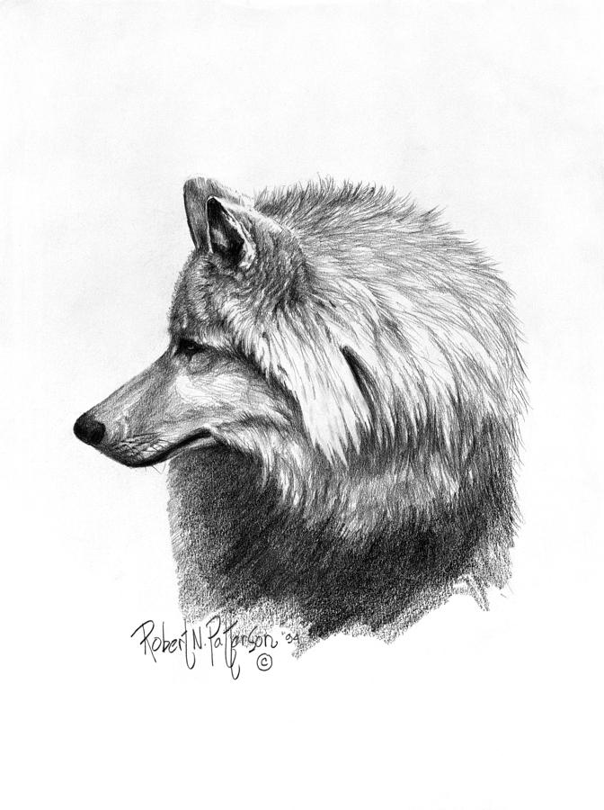 drawing of tundra