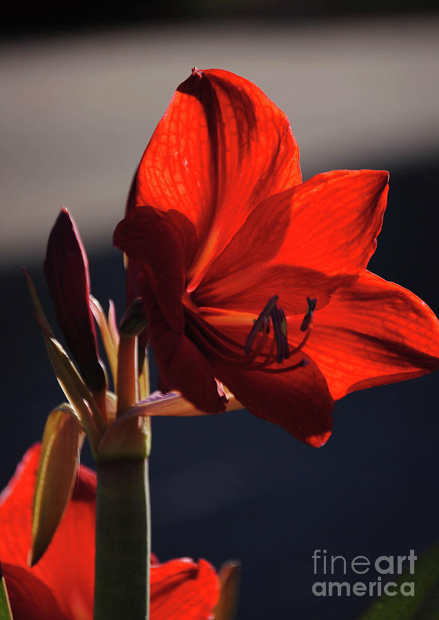 Amaryllis Red Lion Photograph