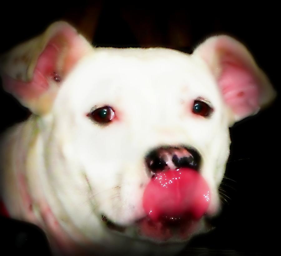 American Bulldog Profile