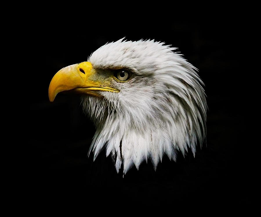 American Eagle by Steve McKinzie