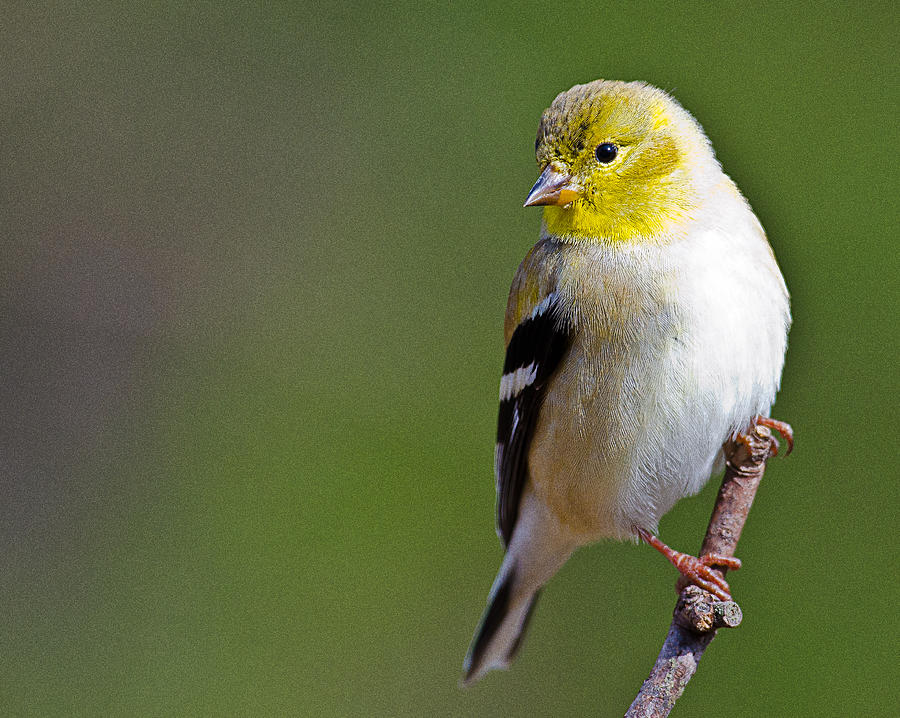 american finch photograph by ray downs american finch photograph by ray downs