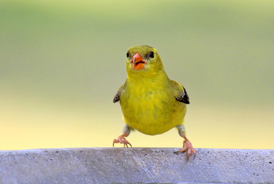 american goldfinch photograph american goldfinch fine american goldfinch photograph american goldfinch fine