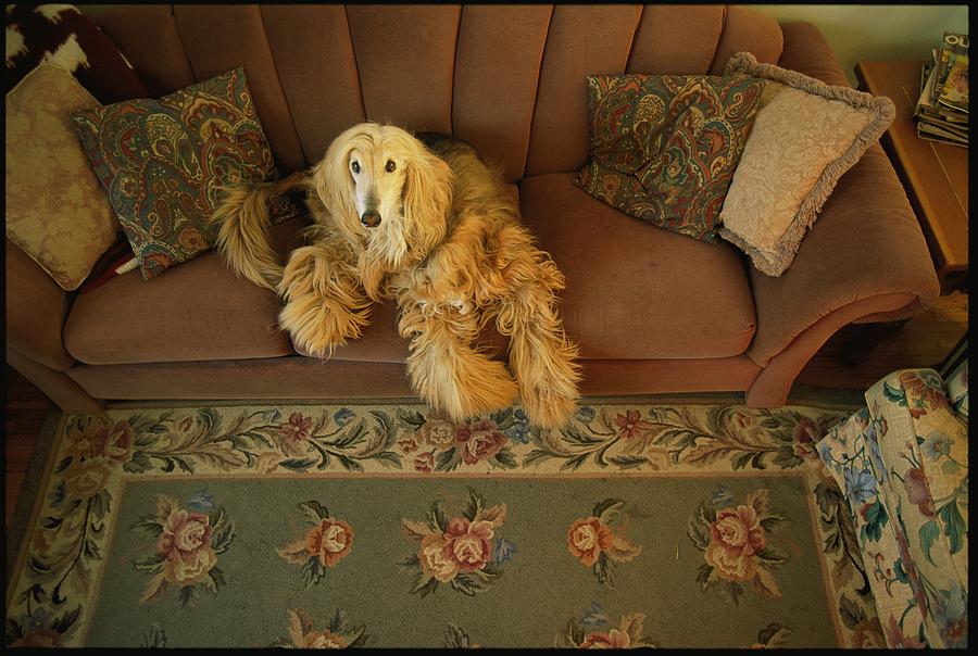 An Afghan Hound