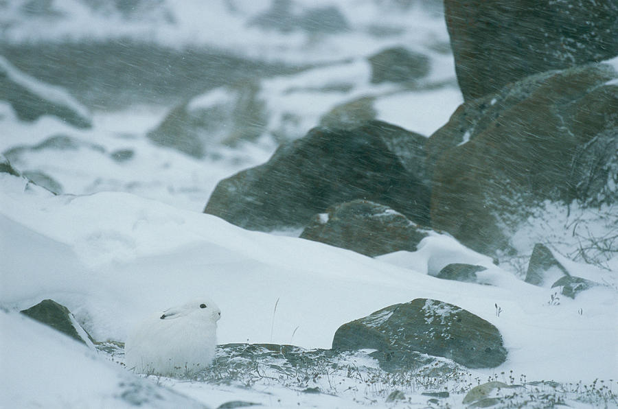 Arctic Hare Photos