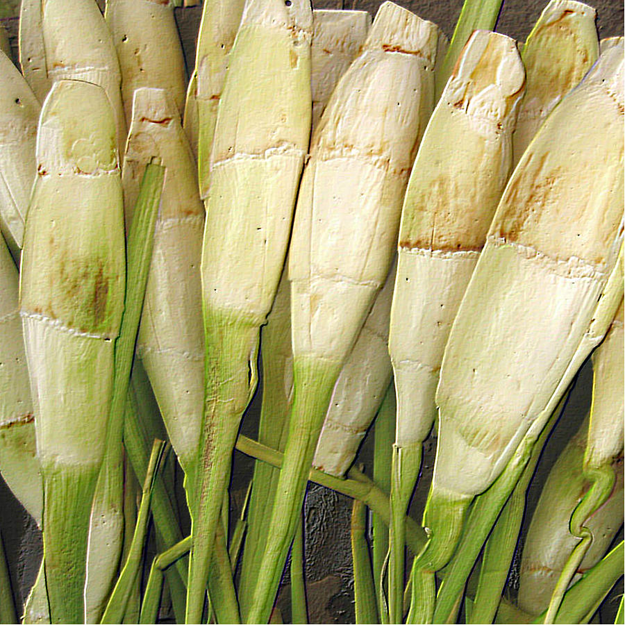 bamboo shoots pictures