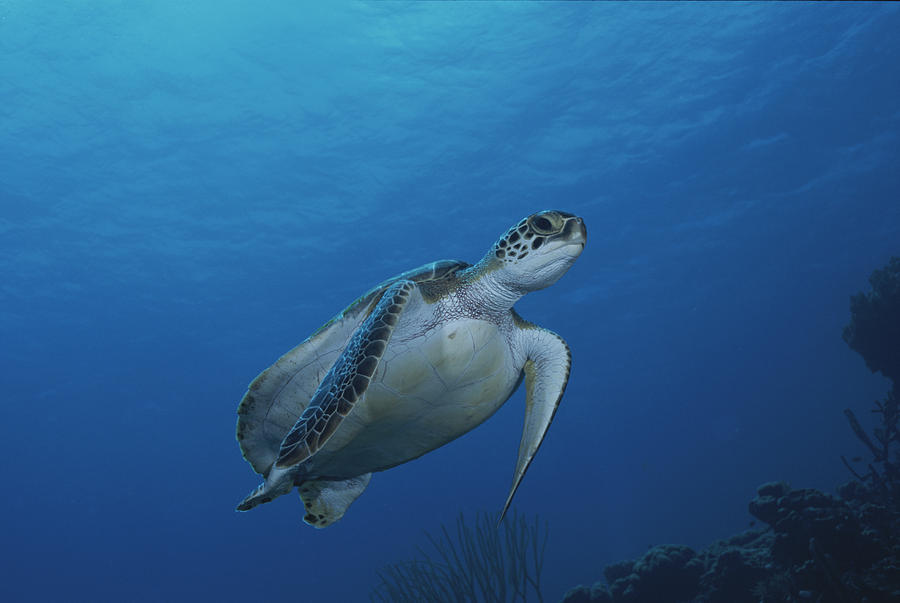 An Endangered Green Sea Turtle by George Grall