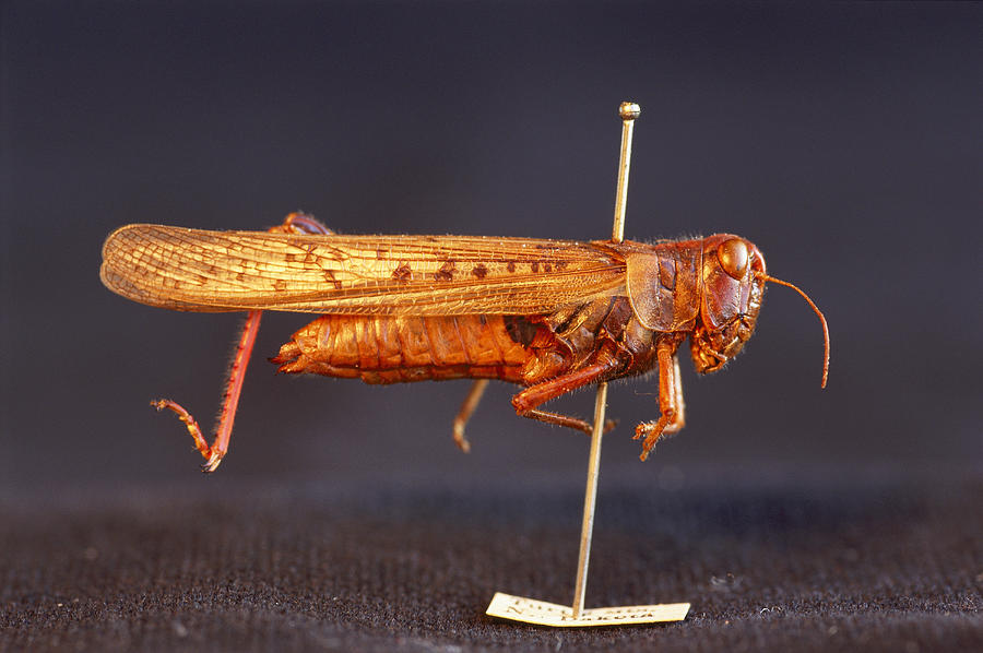 Rocky Mountain Locust - Alchetron, The Free Social Encyclopedia