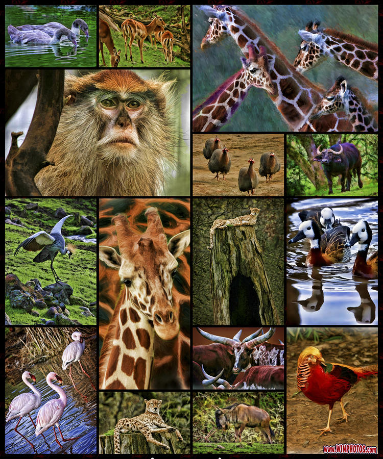 Animal Picture Collage
