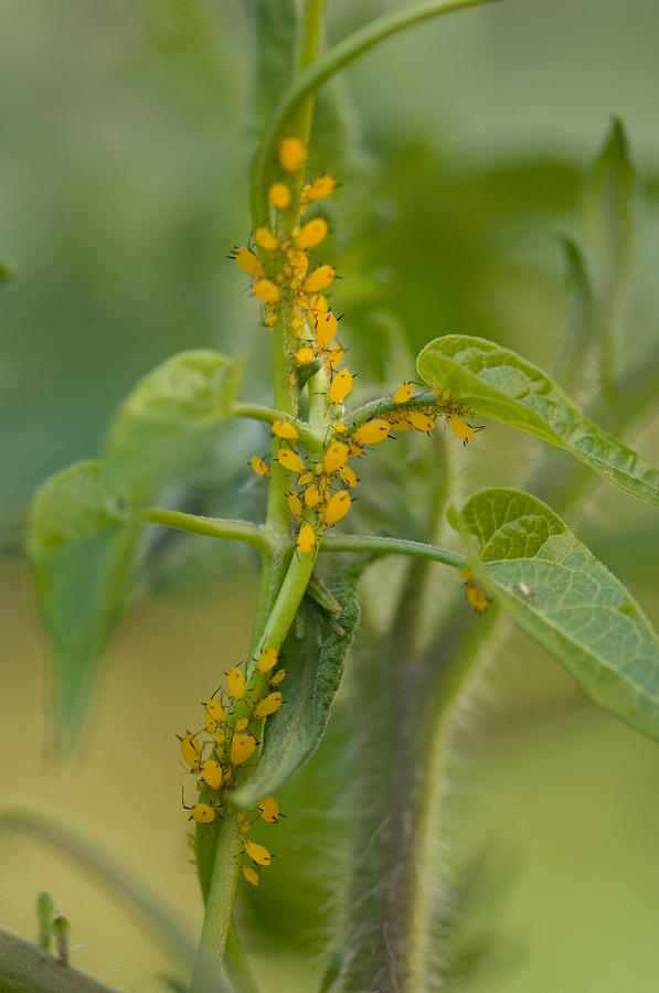 Aphids On A Tomato Plant by Joel Sartore