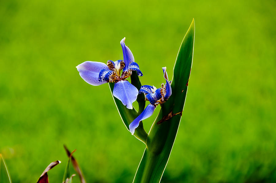 Apostle Plant