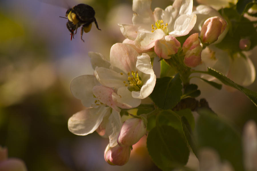  - apple-blossoms-6-lorraine-vatcher