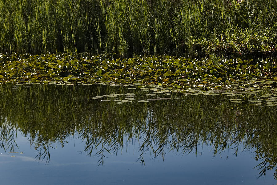 Aquatic Grasses