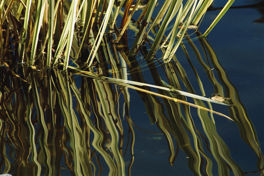 Aquatic Grasses