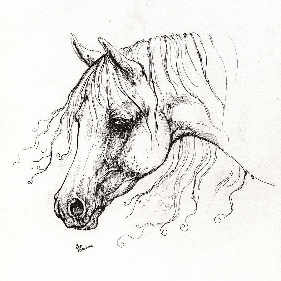 Horse Drawing Pictures