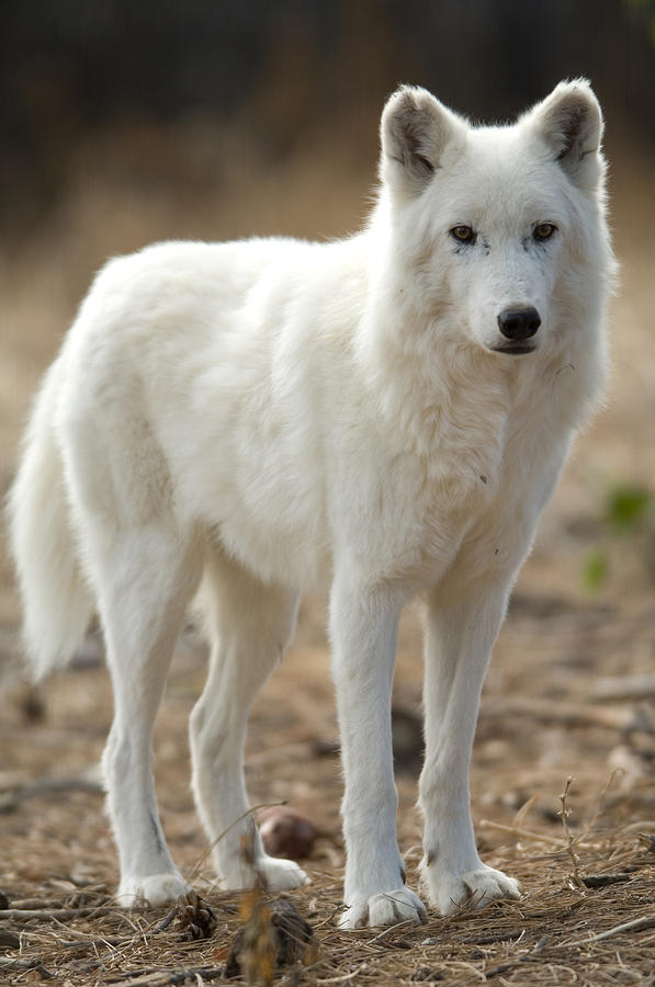 Arctic Wolf Canis Lupus Arctos Photograph By Joel Sartore 