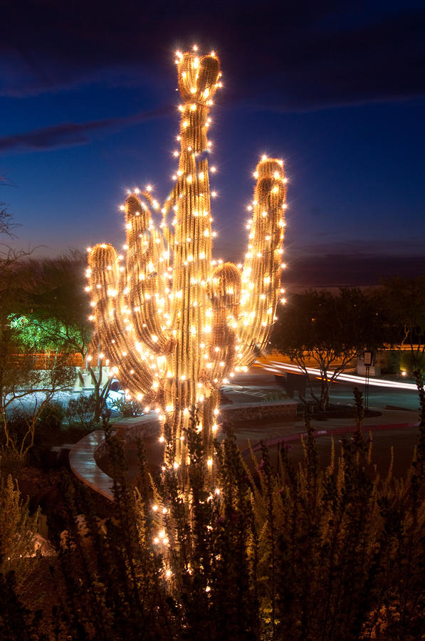 Arizona Christmas Tree by Jacek Joniec