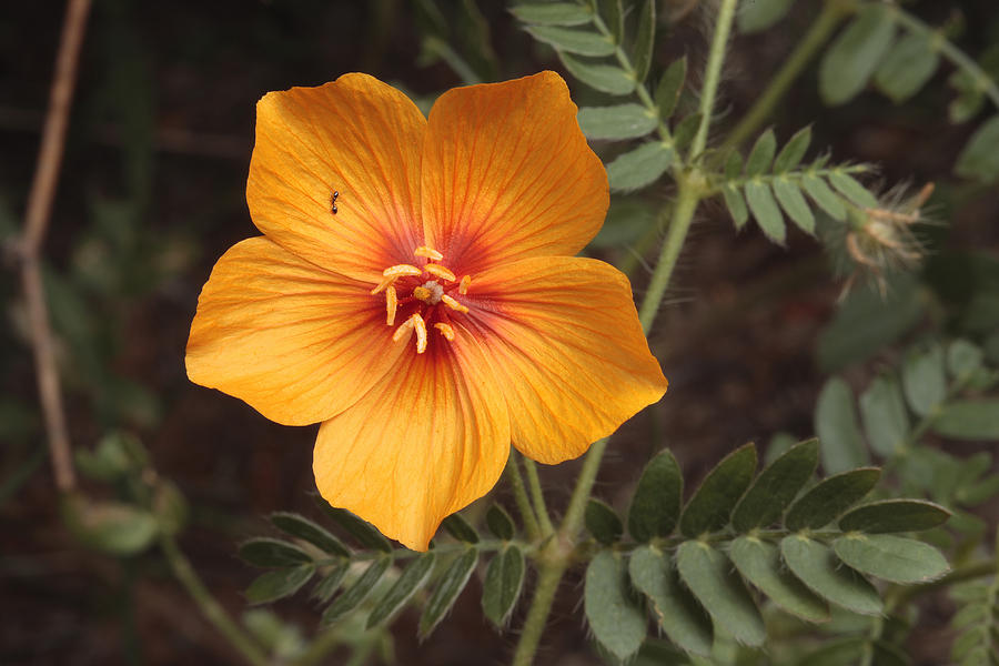 Arizona Poppy