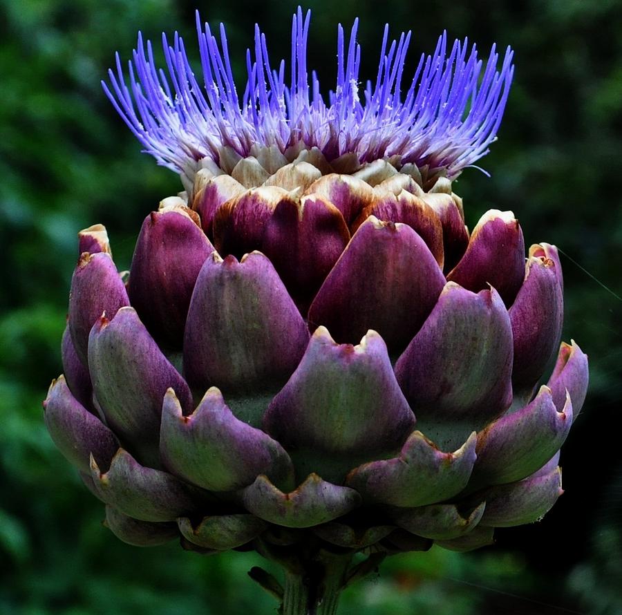 SEE REEVES: Name This Plant: Artichoke