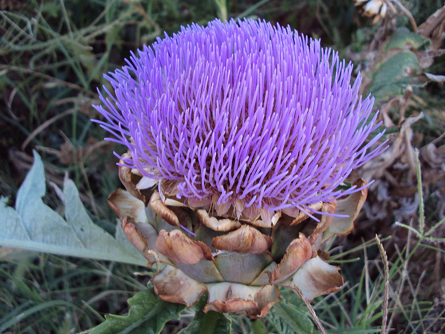  - artichoke-flower-deborah-weber