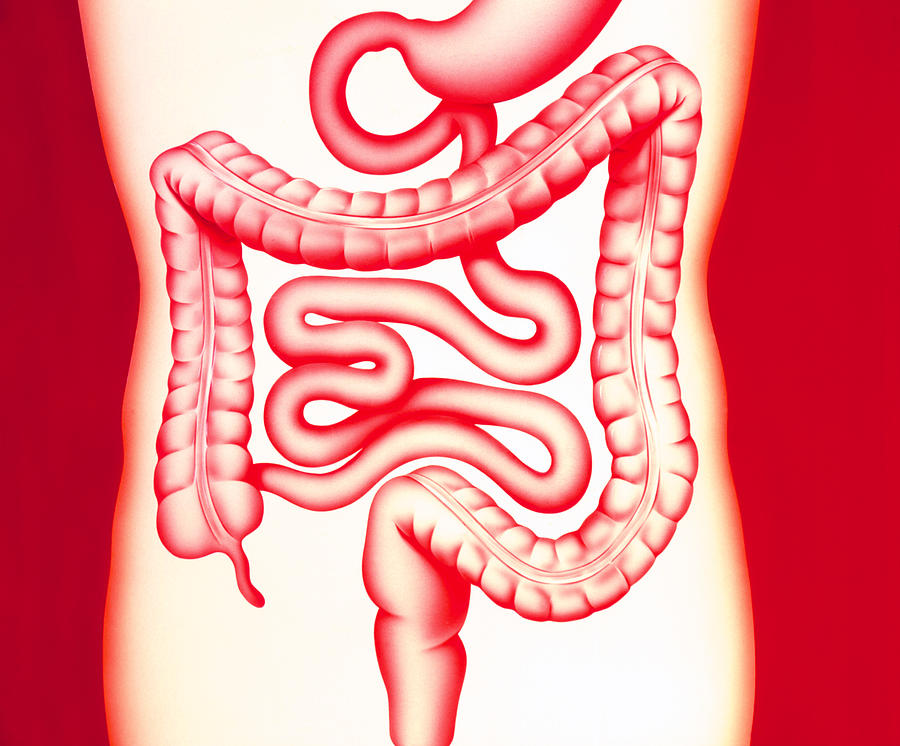 Artwork Of A Healthy Human Digestive System Photograph By John Bavosi