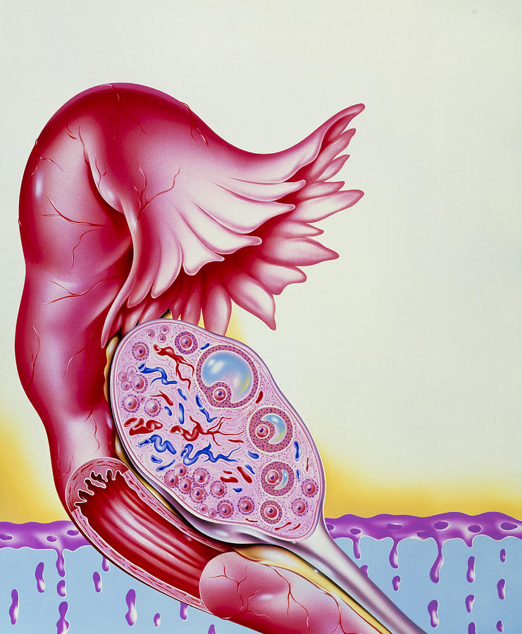 Artwork Of Ovum Egg Development In Womans Ovary Photograph By John Bavosi