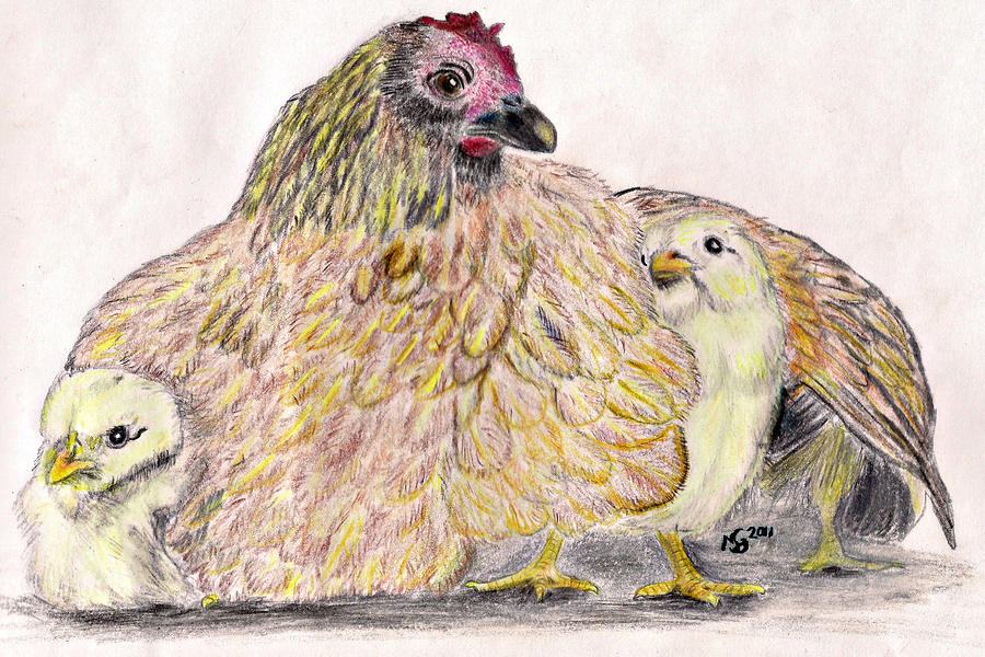 As a Hen Gathereth Her Chickens Under Her Wings Drawing As a Hen Gathereth 
